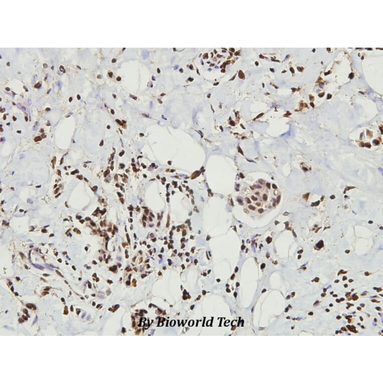 Anti-CD9 (Y129) Antibody from Bioworld Technology (BS3022) - Antibodies.com