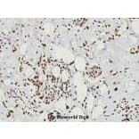 Anti-CD9 (Y129) Antibody from Bioworld Technology (BS3022) - Antibodies.com