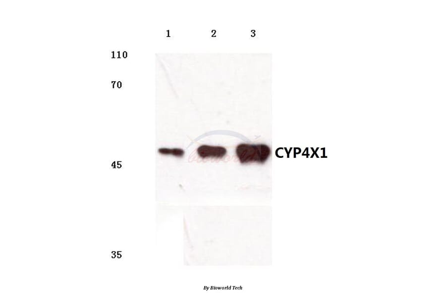Anti-CYP4X1 (V273) Antibody from Bioworld Technology (BS3023) - Antibodies.com