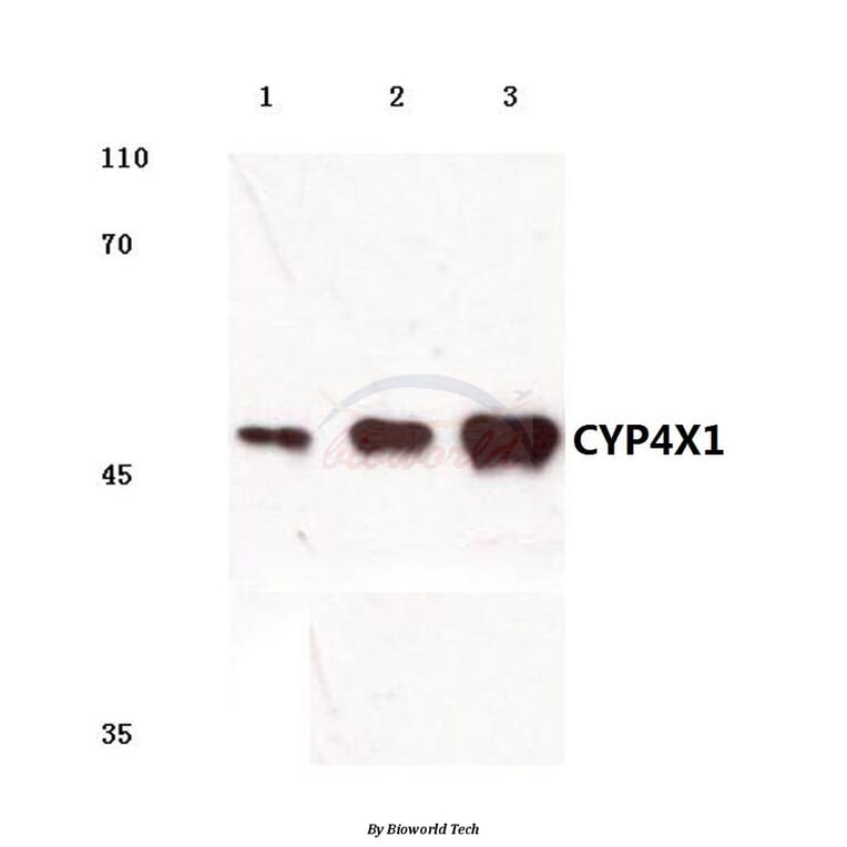 Anti-CYP4X1 (V273) Antibody from Bioworld Technology (BS3023) - Antibodies.com