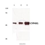 Anti-CYP4X1 (V273) Antibody from Bioworld Technology (BS3023) - Antibodies.com