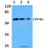 Anti-CYP7B1 (Q127) Antibody from Bioworld Technology (BS3024) - Antibodies.com