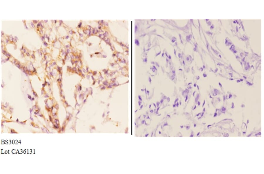 Anti-CYP7B1 (Q127) Antibody from Bioworld Technology (BS3024) - Antibodies.com