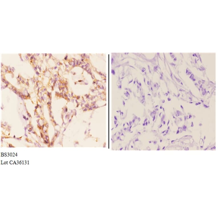 Anti-CYP7B1 (Q127) Antibody from Bioworld Technology (BS3024) - Antibodies.com