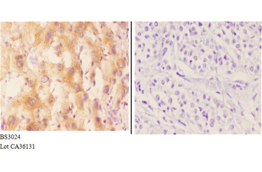Anti-CYP7B1 (Q127) Antibody from Bioworld Technology (BS3024) - Antibodies.com
