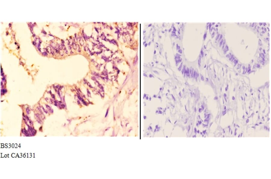 Anti-CYP7B1 (Q127) Antibody from Bioworld Technology (BS3024) - Antibodies.com