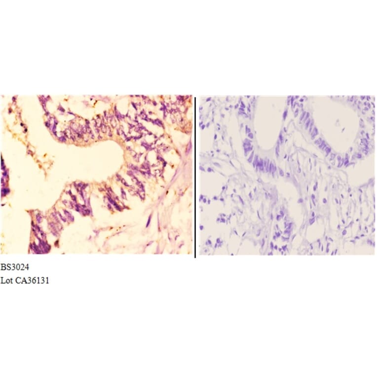 Anti-CYP7B1 (Q127) Antibody from Bioworld Technology (BS3024) - Antibodies.com