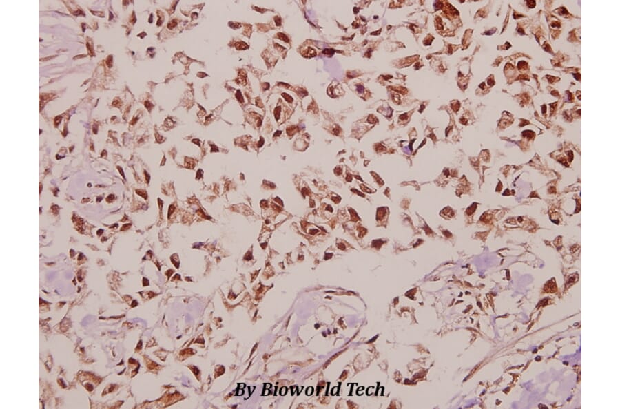 Anti-DnaJB4 (R120) Antibody from Bioworld Technology (BS3025) - Antibodies.com