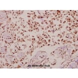 Anti-DnaJB4 (R120) Antibody from Bioworld Technology (BS3025) - Antibodies.com