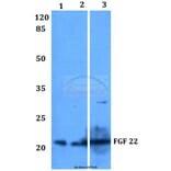 Anti-FGF 22 (A96) Antibody from Bioworld Technology (BS3026) - Antibodies.com