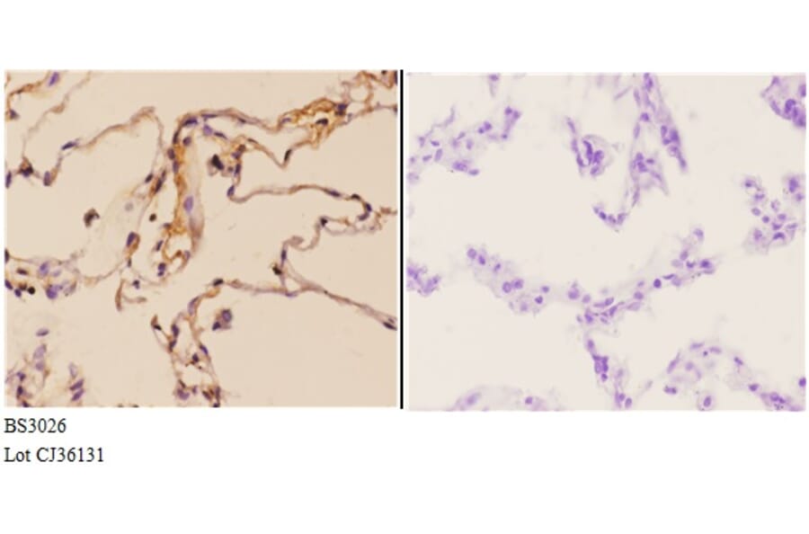 Anti-FGF 22 (A96) Antibody from Bioworld Technology (BS3026) - Antibodies.com