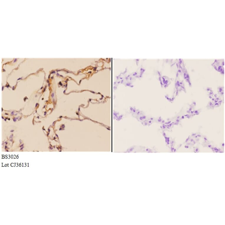 Anti-FGF 22 (A96) Antibody from Bioworld Technology (BS3026) - Antibodies.com