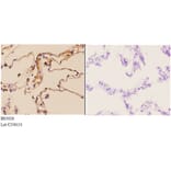 Anti-FGF 22 (A96) Antibody from Bioworld Technology (BS3026) - Antibodies.com