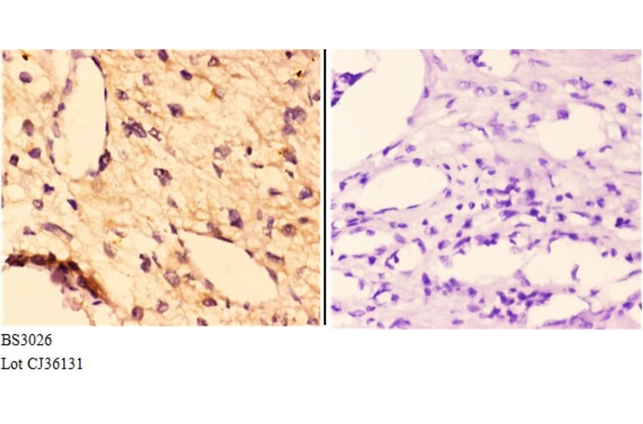 Anti-FGF 22 (A96) Antibody from Bioworld Technology (BS3026) - Antibodies.com