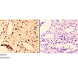Anti-FGF 22 (A96) Antibody from Bioworld Technology (BS3026) - Antibodies.com