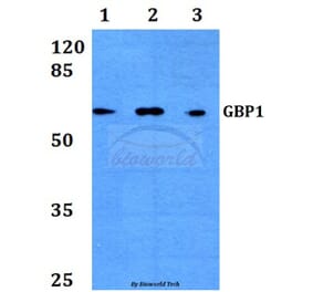 Anti-GBP1 (E99) Antibody from Bioworld Technology (BS3028) - Antibodies.com