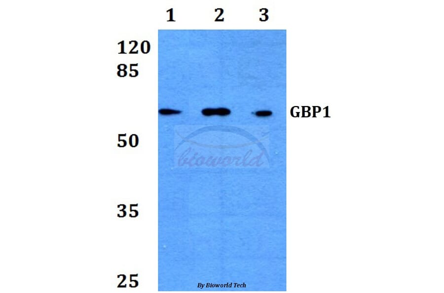 Anti-GBP1 (E99) Antibody from Bioworld Technology (BS3028) - Antibodies.com