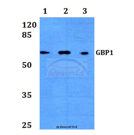 Anti-GBP1 (E99) Antibody from Bioworld Technology (BS3028) - Antibodies.com
