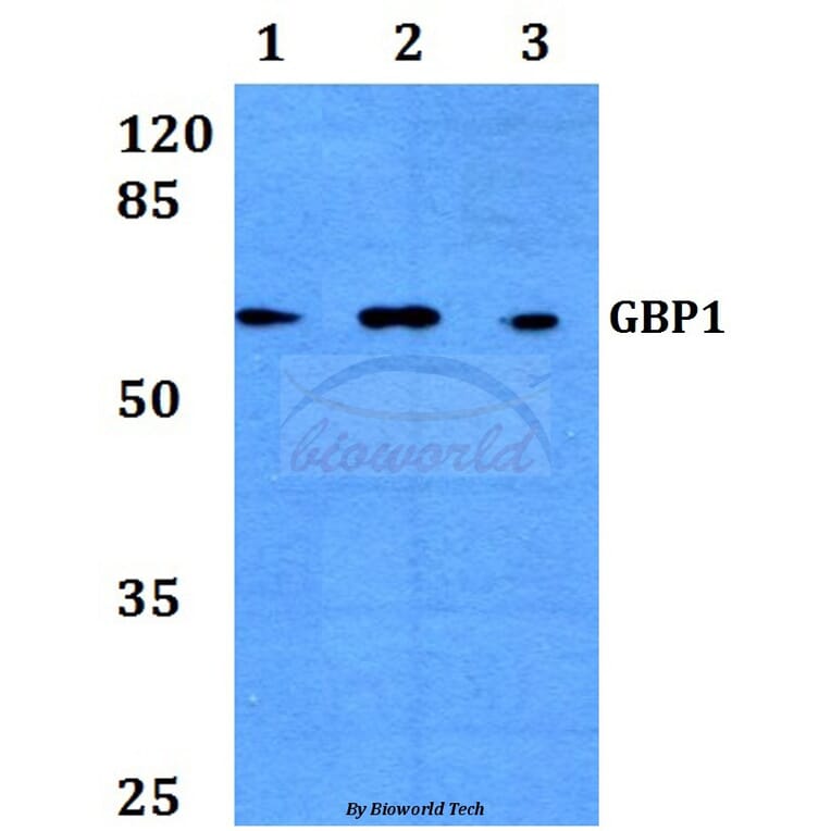 Anti-GBP1 (E99) Antibody from Bioworld Technology (BS3028) - Antibodies.com