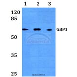 Anti-GBP1 (E99) Antibody from Bioworld Technology (BS3028) - Antibodies.com