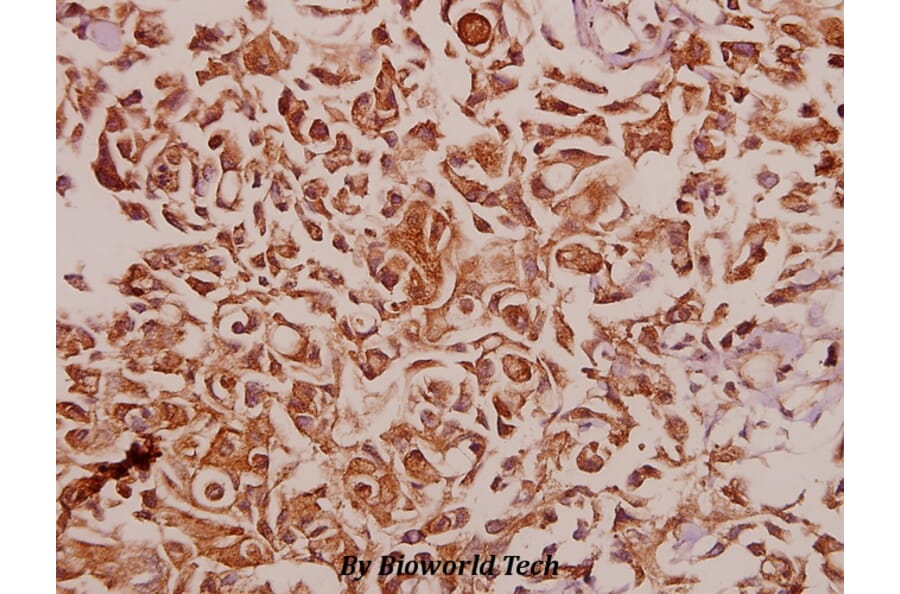 Anti-RPS12 (E125) Antibody from Bioworld Technology (BS3041) - Antibodies.com