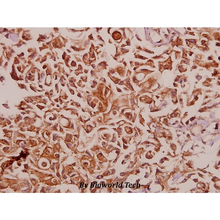 Anti-RPS12 (E125) Antibody from Bioworld Technology (BS3041) - Antibodies.com