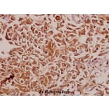 Anti-RPS12 (E125) Antibody from Bioworld Technology (BS3041) - Antibodies.com