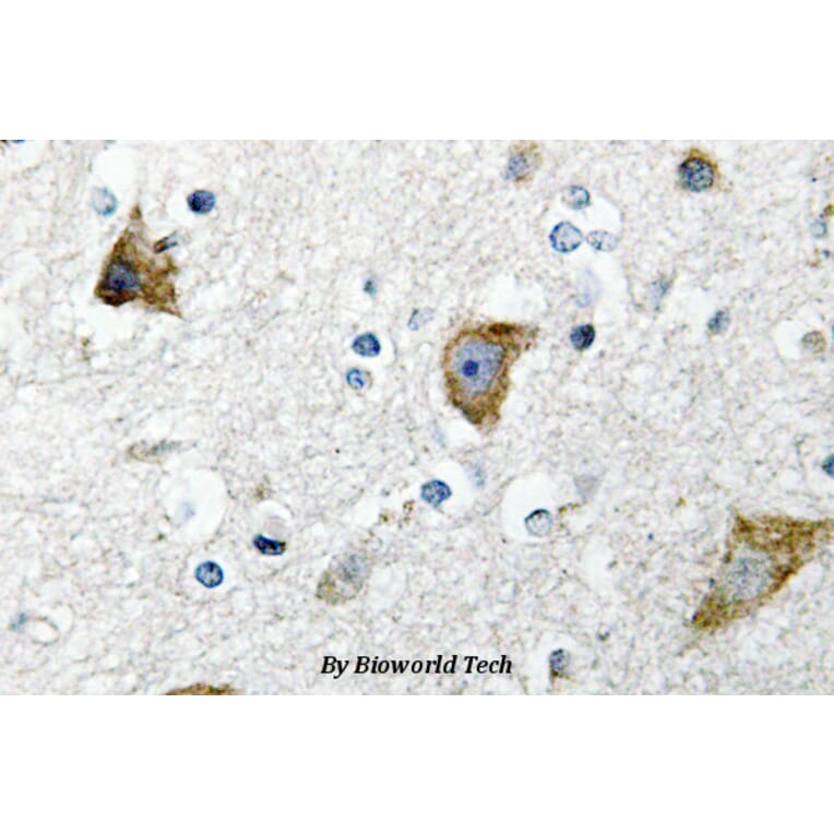 Anti-RPS20 (K67) Antibody from Bioworld Technology (BS3042) - Antibodies.com