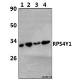 Anti-RPS4Y1 (K254) Antibody from Bioworld Technology (BS3044) - Antibodies.com