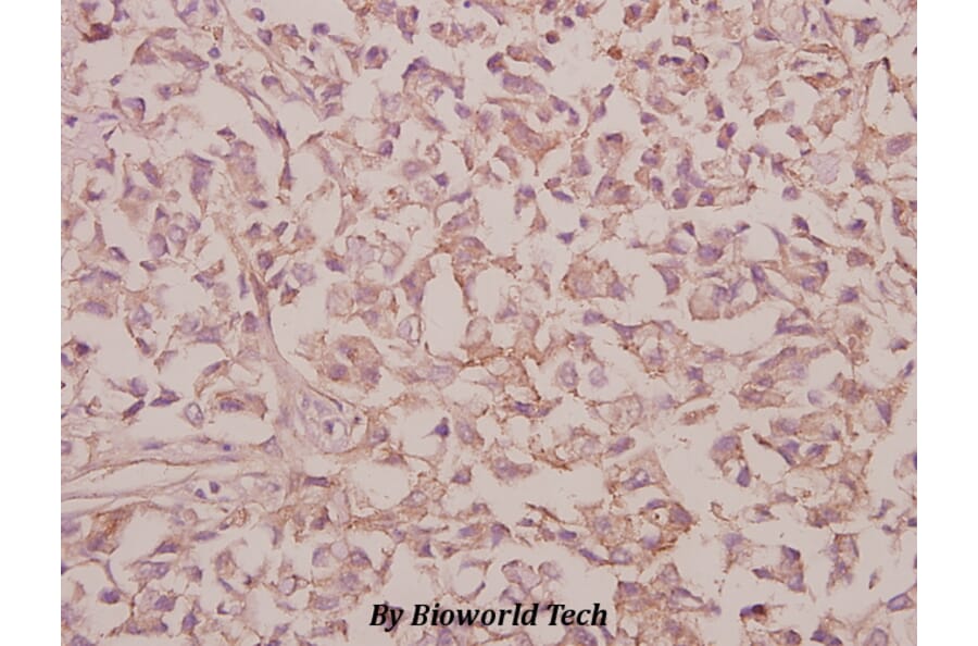 Anti-RPS9 (E73) Antibody from Bioworld Technology (BS3045) - Antibodies.com