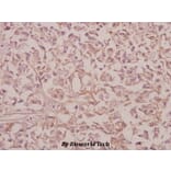 Anti-RPS9 (E73) Antibody from Bioworld Technology (BS3045) - Antibodies.com