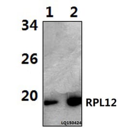 Anti-RPL12 (N103) Antibody from Bioworld Technology (BS3046) - Antibodies.com