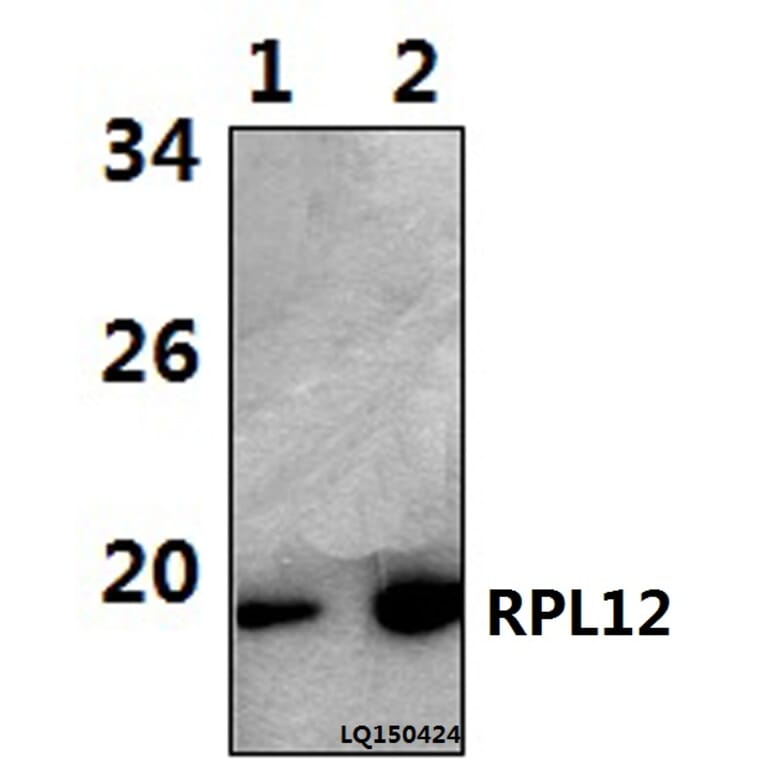 Anti-RPL12 (N103) Antibody from Bioworld Technology (BS3046) - Antibodies.com