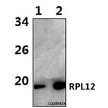 Anti-RPL12 (N103) Antibody from Bioworld Technology (BS3046) - Antibodies.com