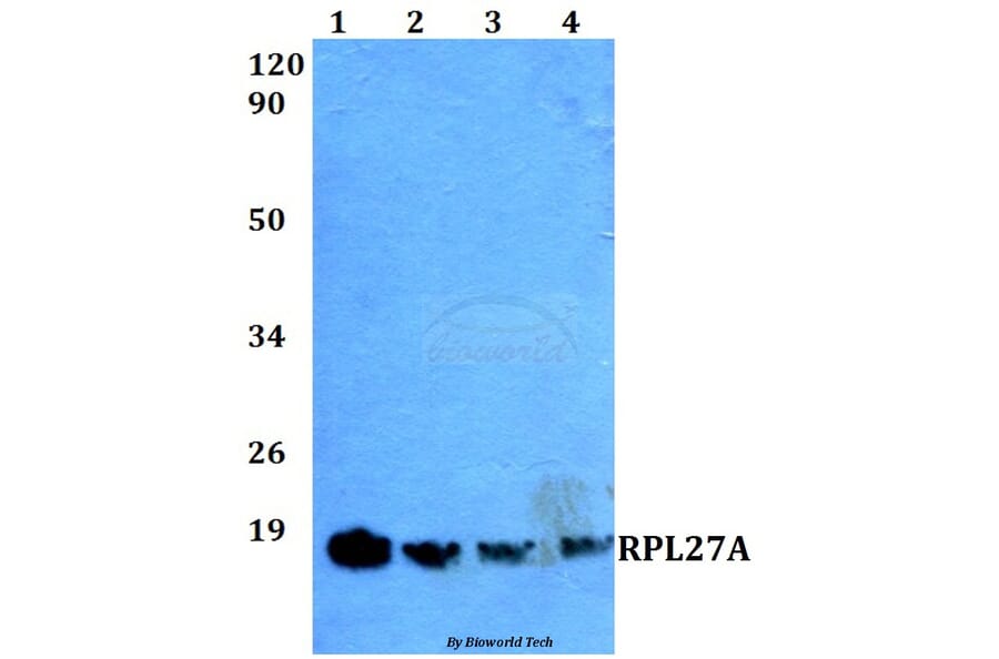 Anti-RPL27A (V140) Antibody from Bioworld Technology (BS3049) - Antibodies.com
