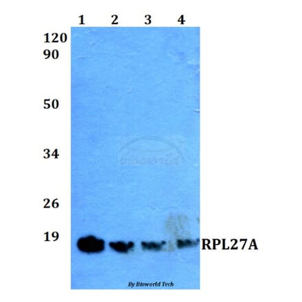 Anti-RPL27A (V140) Antibody from Bioworld Technology (BS3049) - Antibodies.com