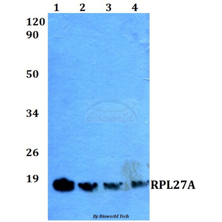 Anti-RPL27A (V140) Antibody from Bioworld Technology (BS3049) - Antibodies.com