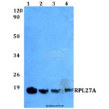 Anti-RPL27A (V140) Antibody from Bioworld Technology (BS3049) - Antibodies.com