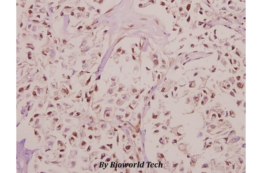 Anti-RPL27A (V140) Antibody from Bioworld Technology (BS3049) - Antibodies.com