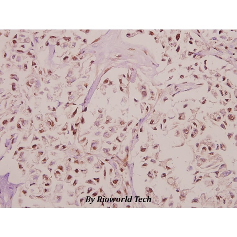 Anti-RPL27A (V140) Antibody from Bioworld Technology (BS3049) - Antibodies.com