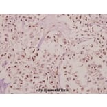 Anti-RPL27A (V140) Antibody from Bioworld Technology (BS3049) - Antibodies.com