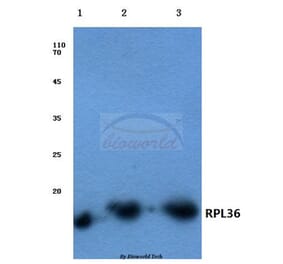 Anti-RPL36 (V93) Antibody from Bioworld Technology (BS3051) - Antibodies.com