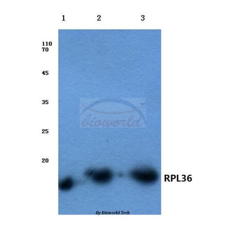 Anti-RPL36 (V93) Antibody from Bioworld Technology (BS3051) - Antibodies.com