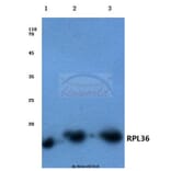 Anti-RPL36 (V93) Antibody from Bioworld Technology (BS3051) - Antibodies.com