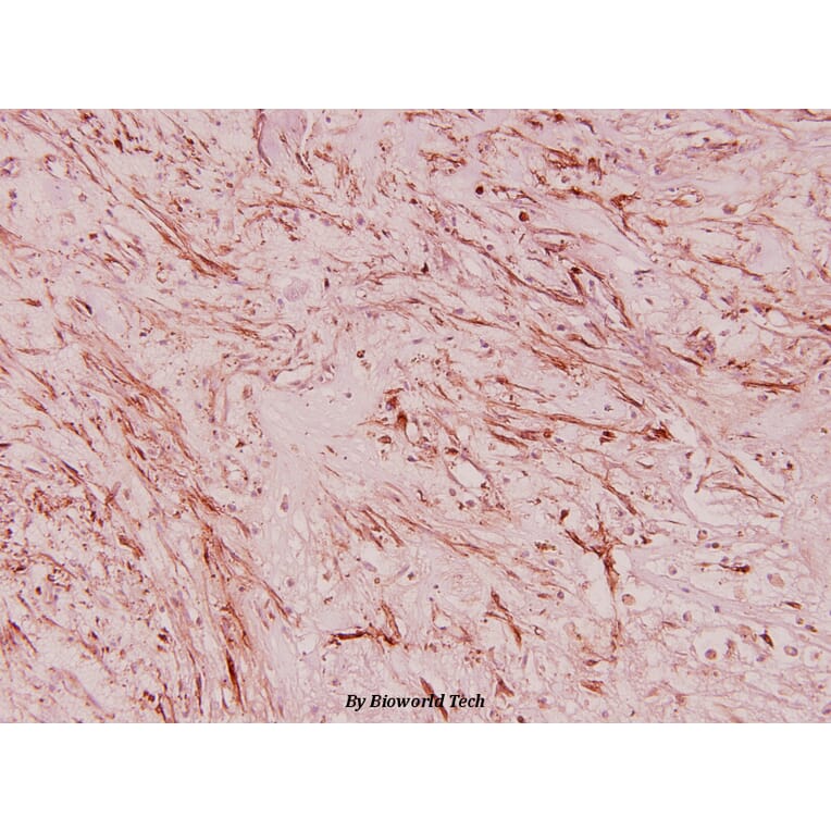 Anti-RPL36 (V93) Antibody from Bioworld Technology (BS3051) - Antibodies.com