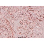 Anti-RPL36 (V93) Antibody from Bioworld Technology (BS3051) - Antibodies.com