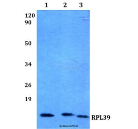 Anti-RPL39 (S39) Antibody from Bioworld Technology (BS3052) - Antibodies.com