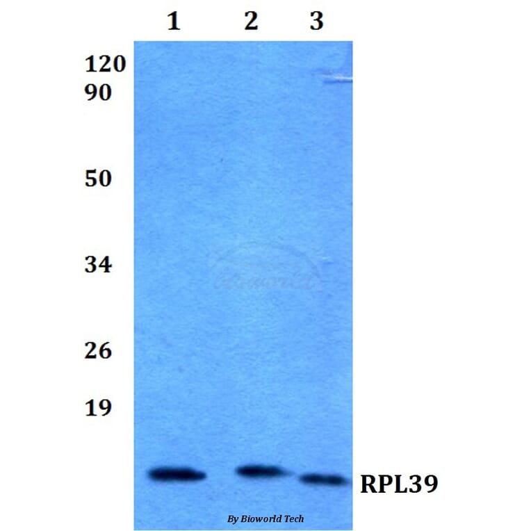 Anti-RPL39 (S39) Antibody from Bioworld Technology (BS3052) - Antibodies.com