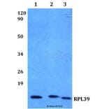 Anti-RPL39 (S39) Antibody from Bioworld Technology (BS3052) - Antibodies.com