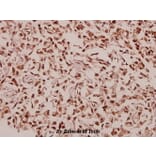 Anti-RPL39 (S39) Antibody from Bioworld Technology (BS3052) - Antibodies.com